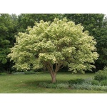 Acer platanoides Drummondii