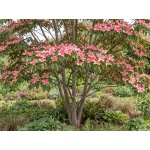 Cornus kousa Satomi