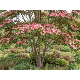 Cornus kousa Satomi