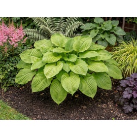Hosta Sum and Substance