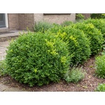 Buxus Green Mound