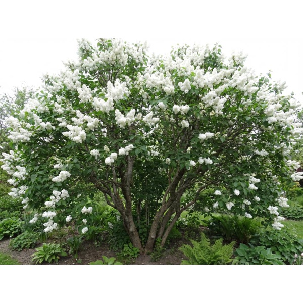 Syringa vulgaris Madame Lemoine