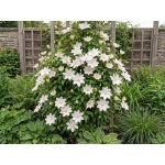Clematis Mevrouw Le Coultre