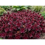 Sedum Firecracker