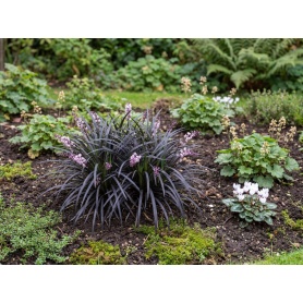 Ophiopogon planiscapus Nigrescens