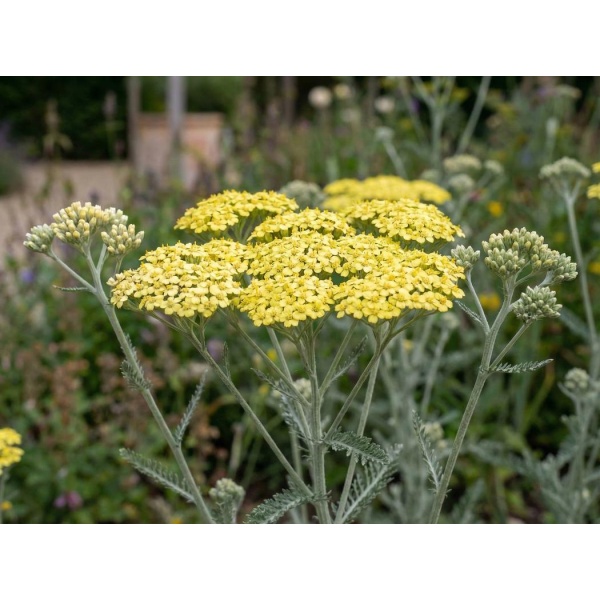 Achillea Moonshine