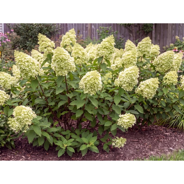 Hydrangea paniculata HYLV17522