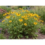 Rudbeckia hirta Indian Summer