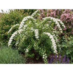 Spiraea nipponica Snowmound