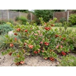 Arctostaphylos uva-ursi