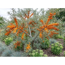 Hippophae rhamnoides