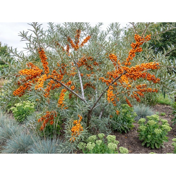 Hippophae rhamnoides