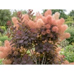 Cotinus Grace