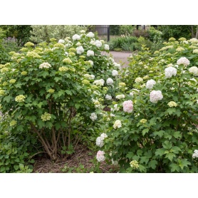 Viburnum opulus 'Sterile'