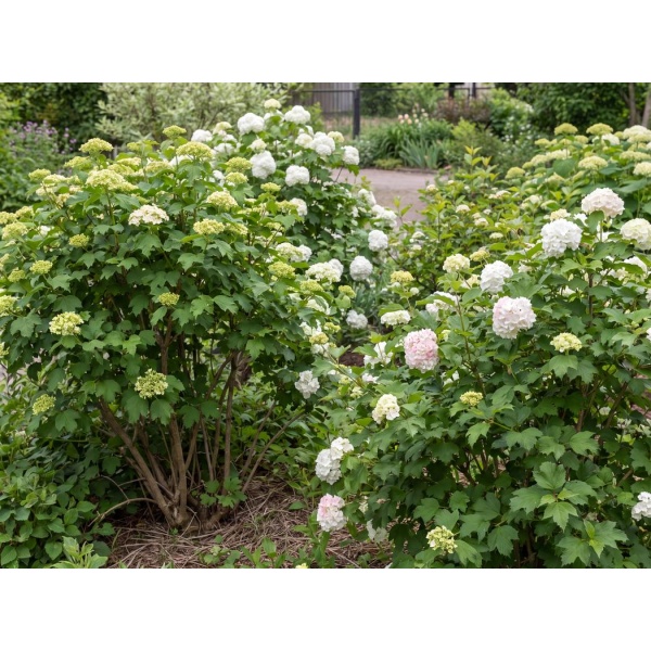 Viburnum opulus 'Sterile'