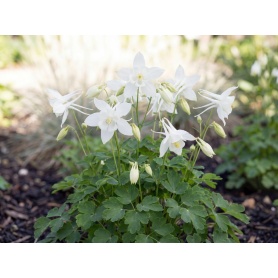 Aquilegia Earlybird White