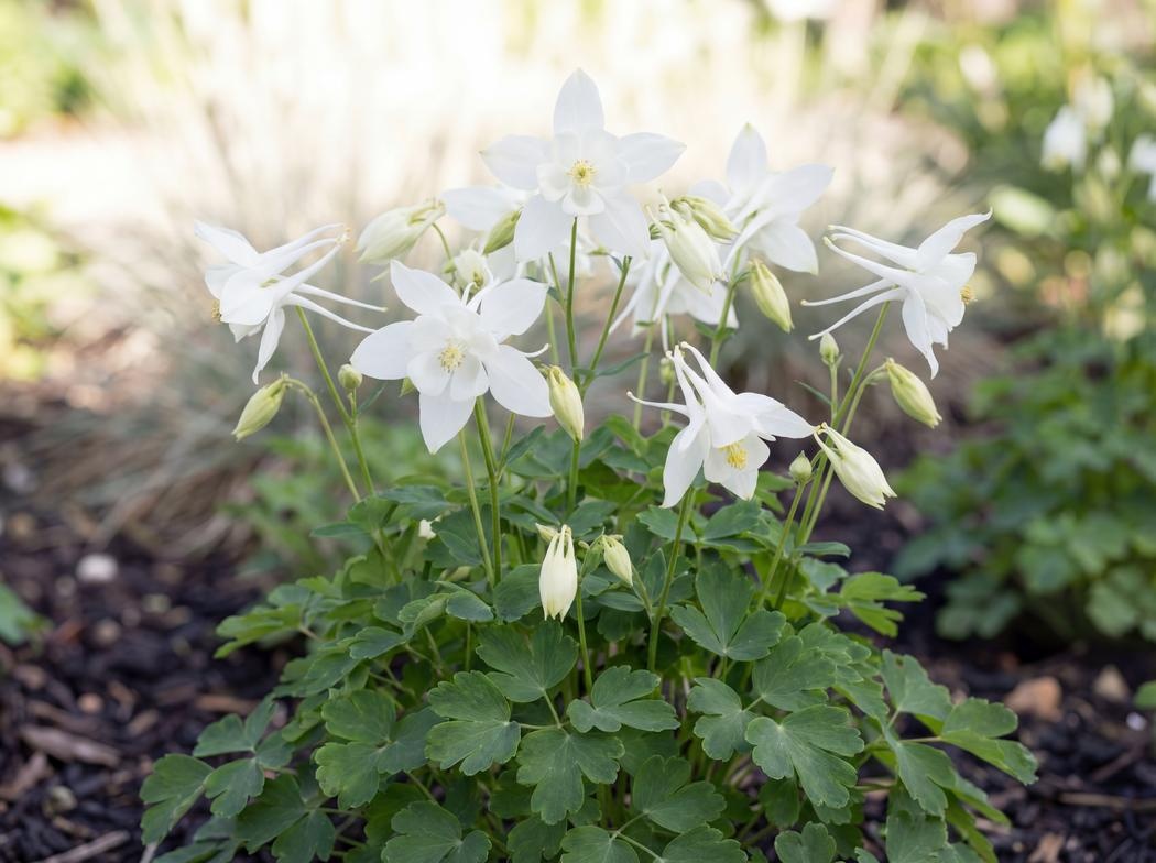 Aquilegia Earlybird White