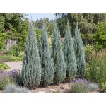 Juniperus scopulorum Skyrocket