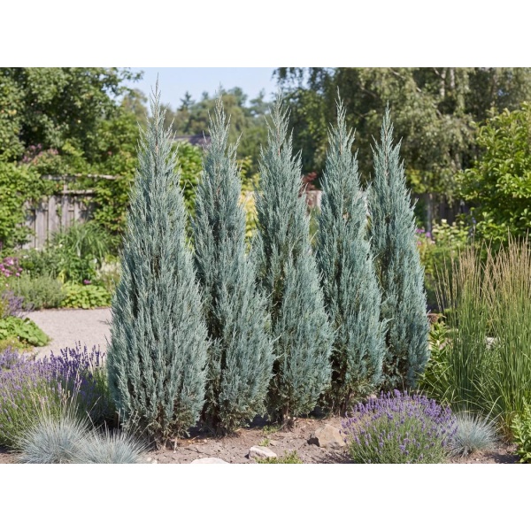 Juniperus scopulorum Skyrocket