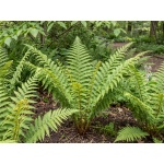 Athyrium filix-femina