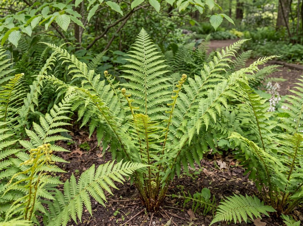 Athyrium filix-femina