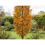 Fagus sylvatica Dawyck