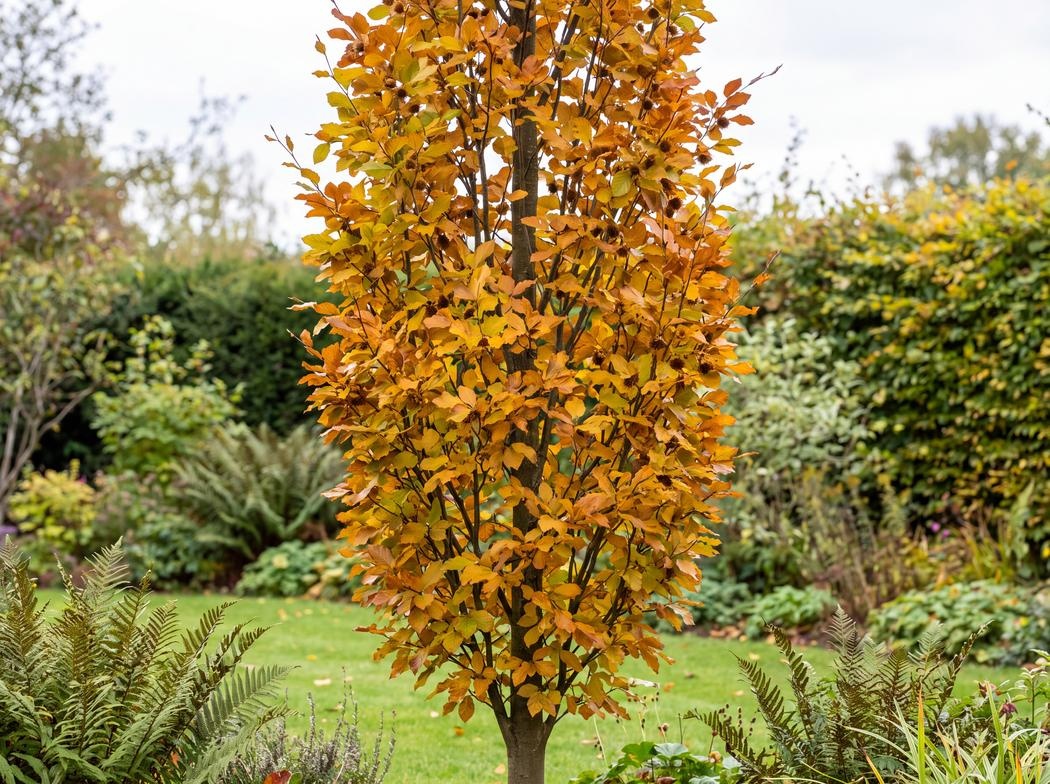 Fagus sylvatica Dawyck