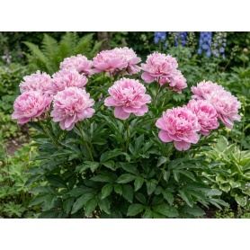 Paeonia lactiflora Sarah Bernhardt