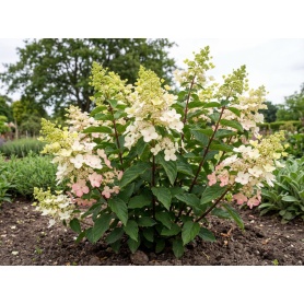 Hydrangea paniculata Lissjudy