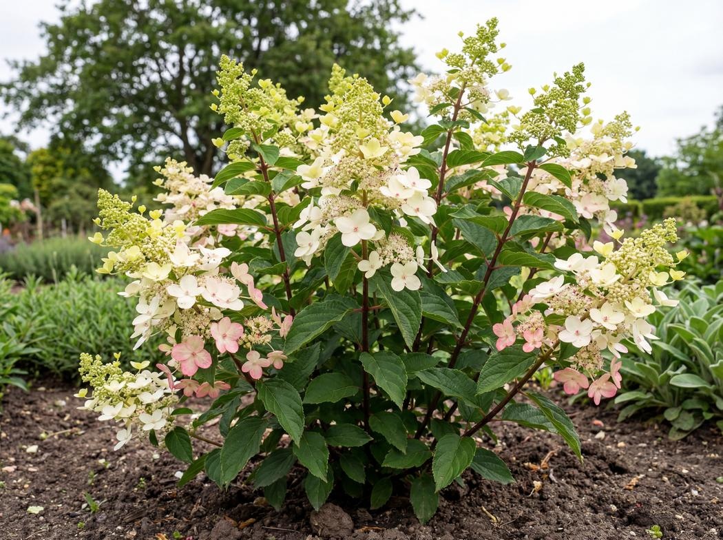 Hydrangea paniculata Lissjudy