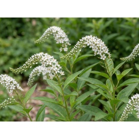 Lysimachia clethroides