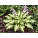 Hosta Undulata Variegata