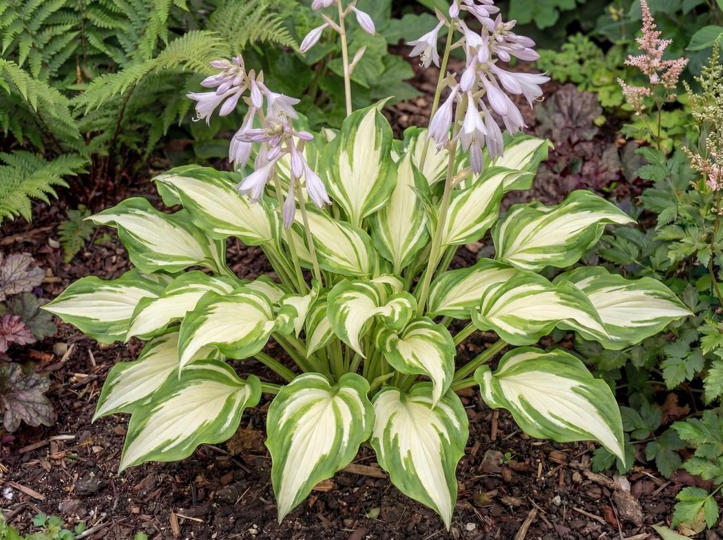 Hosta Undulata Variegata