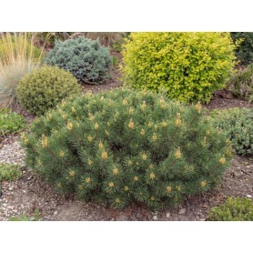 Pinus mugo var. pumilio