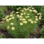 Coreopsis verticillata Moonbeam