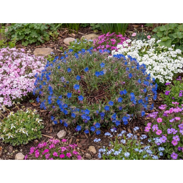 Lithodora diffusa Grace Ward