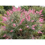 Buddleja Pink Delight