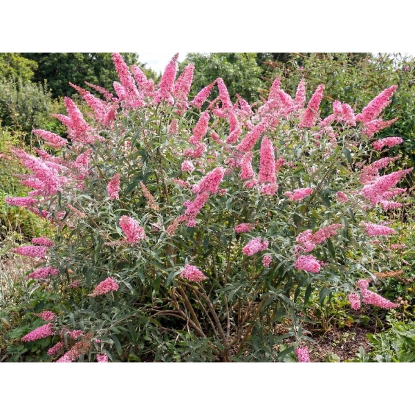 Buddleja Pink Delight
