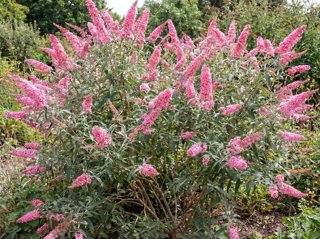 Buddleja Pink Delight