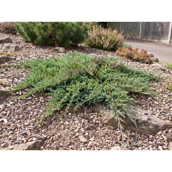 Juniperus horizontalis 'Prince of Wales'