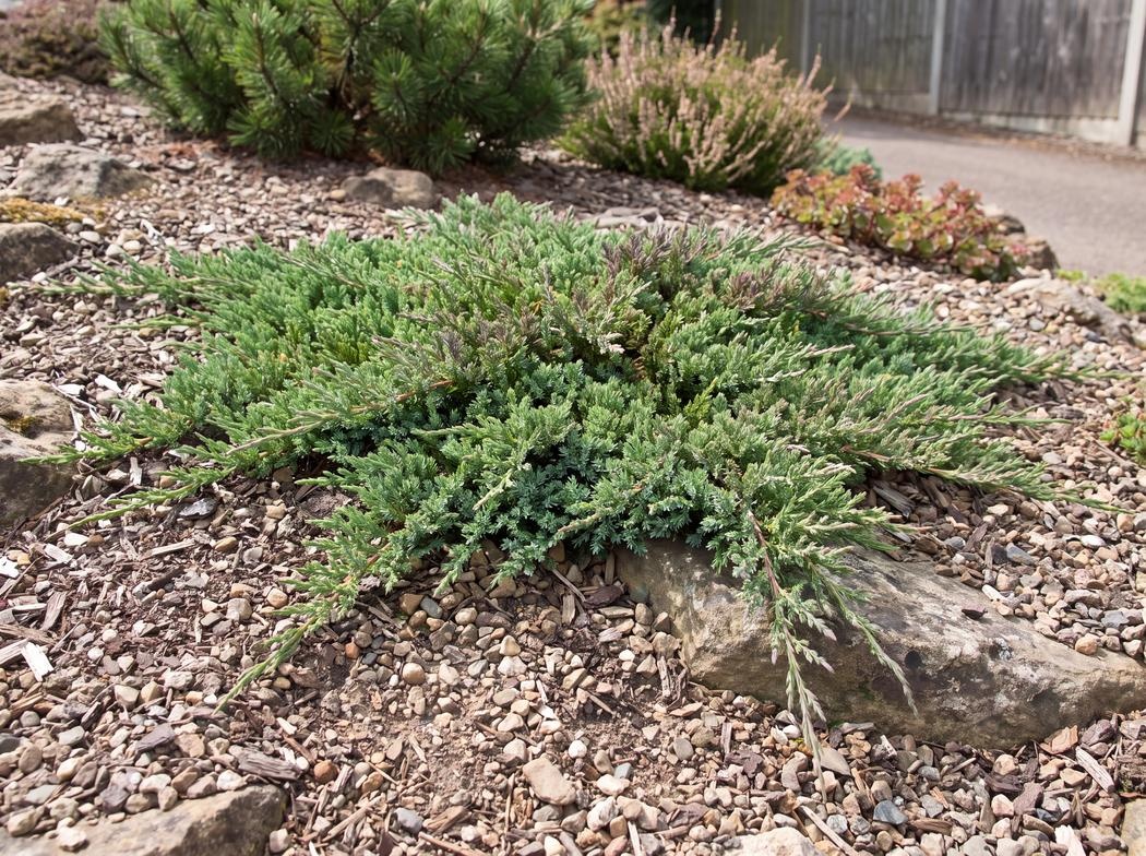 Juniperus horizontalis 'Prince of Wales'