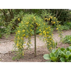 Caragana arborescens Walker