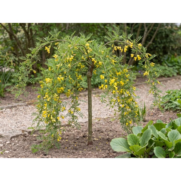Caragana arborescens Walker