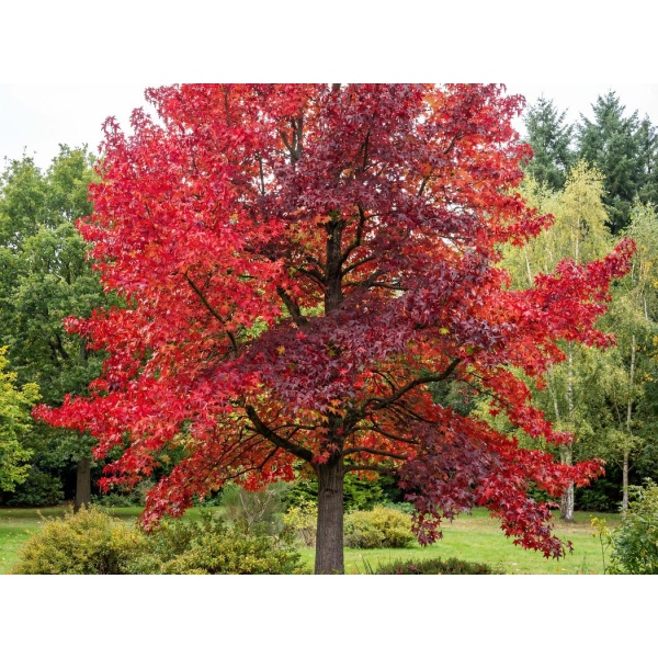 Liquidambar styraciflua Worplesdon