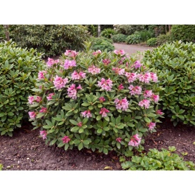 Rhododendron Microhirs9