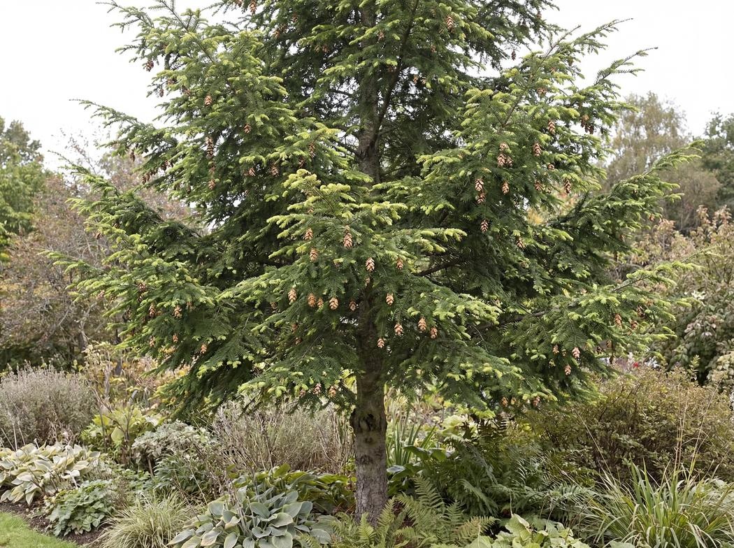 Tsuga canadensis