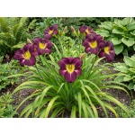 Hemerocallis Bela Lugosi