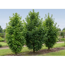 Acer rubrum Bowhall