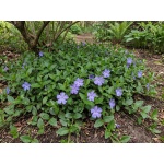 Vinca minor Bowles Cunningham