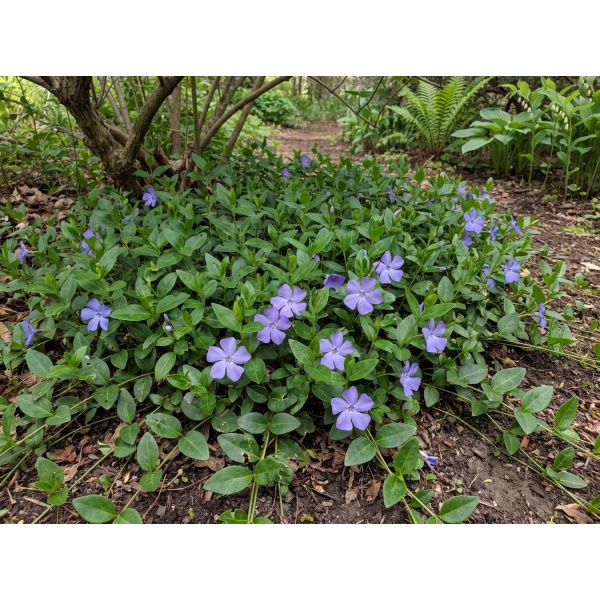 07641da6d04f_1050-3.jpg Vinca minor Bowles Cunningham